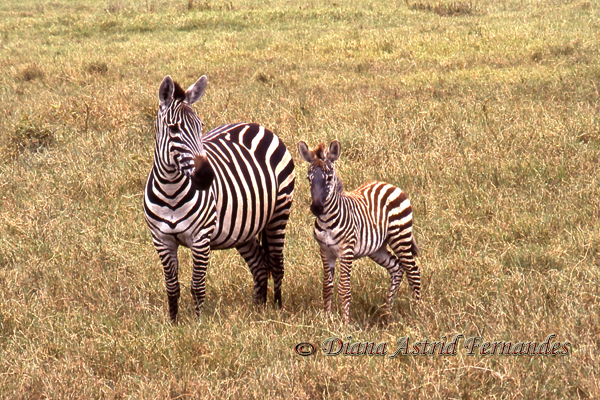Burchell-Zebra-mother-and-baby-Ngorongoro-Crater-Tanzania